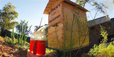 cool beehive tap automatically collects honey  disturbing  bees lost   minor