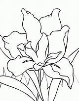 Iris Coloring Flower Pages Year Flowers Drawings Olds Printable Color Handipoints Line Drawing Paint Cool Old Colouring Spring Library Clipart sketch template