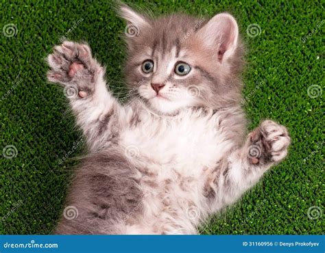 cute gray kitten royalty  stock image image