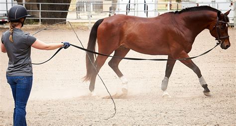 horse rider training equipment riding warehouse