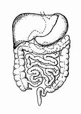 Intestino Malvorlage Intestines Intestine Kleurplaat Eingeweide Ingewanden Digestivo Anatomy Edupics sketch template
