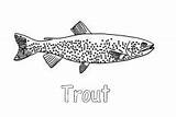Trout Apache Coloring Pages Strong Fish sketch template