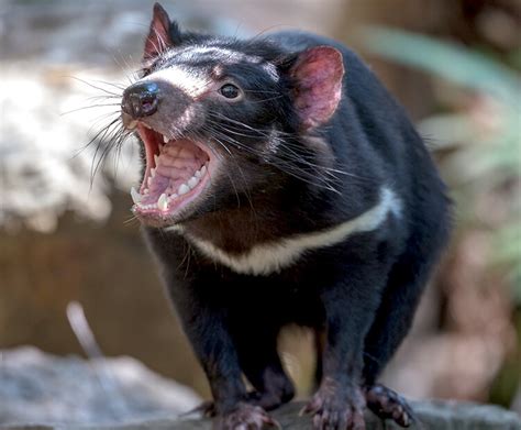 tasmanian devil san diego zoo wildlife explorers