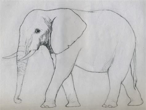 colour drawing  hd wallpapers elephant  kid coloring page
