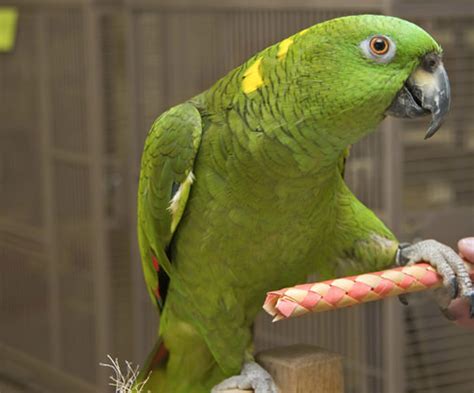 amazon parrot   animals