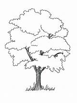 Tree Oak Getdrawings Drawing sketch template