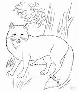 Fox Coloring Pages Red Arctic Realistic Printable Fantastic Mr Forest Drawing Animal Colouring Terry Color Draw Drawings sketch template