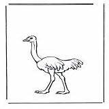 Kleurplaten Dyr Coloriages Animali Struisvogel Ostrich Autruche Struzzo Vogels Fugler sketch template