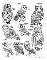 Owls Exploringnature sketch template