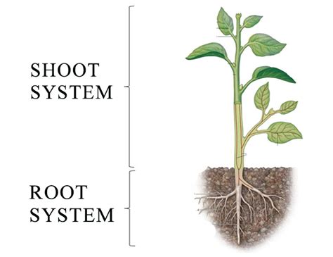 shoot system  root system barebonestory