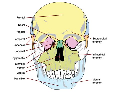 bones   skull medicine libretexts