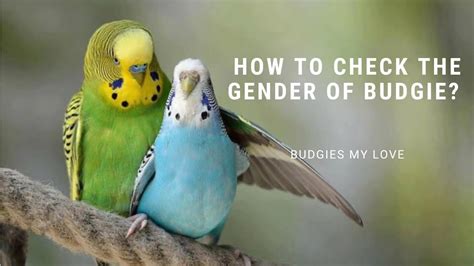 How To Identify Budgies Gender What Is The Sex Of My Budgie Youtube