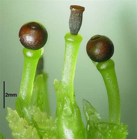 Moss Spores Very Cool Science Stuff And Plants Pinterest