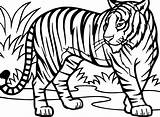 Tiger Coloring Pages Drawing Printable Kids Sheets Line Tigers Sheet Easy Animal Color Adults Cool Getdrawings Zoo sketch template