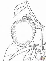 Lychee Coloring Pages Supercoloring Drawing Litchi Fruit Kids Fruits Printable Categories Styles sketch template