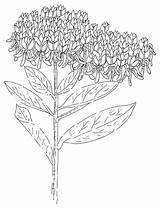 Milkweed Asclepias Milkweeds Tuberosa Clip Genus sketch template