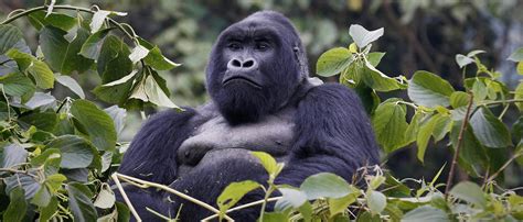 mountain gorilla african wildlife foundation