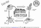 Cycle Ladybug Life Coloring Pages Print Plant Cycles sketch template