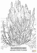 Nevada State Flower Coloring Pages Drawing Printable Sagebrush Getdrawings sketch template