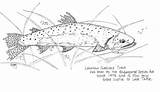 Cutthroat Trout Lahontan sketch template