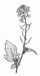 Mustard Seed Drawing Flowers Plant Flower Tattoo Medicinal Botanical Drawings Wikimedia Packaging Search Google sketch template