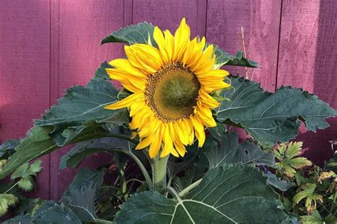 plant  grow sensational sunflowers gardeners path