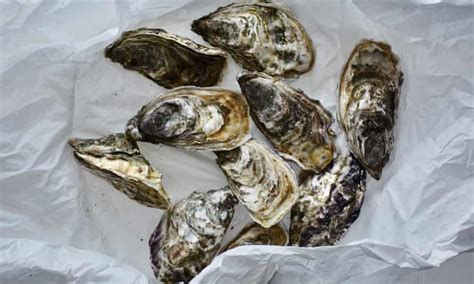 are oysters vegan food the guardian