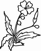 Hibiscus Pom Jimbo Clipartmag Staci sketch template
