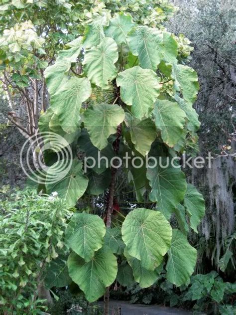 Macaranga Grandifolia Giant Leaves Tropical Looking Plants Other