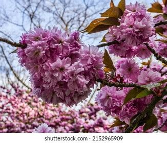 bursting cherry blossoms seward park seattle stock photo
