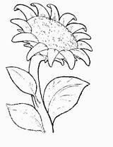 Soarelui Floarea Colorat Planse Fise sketch template