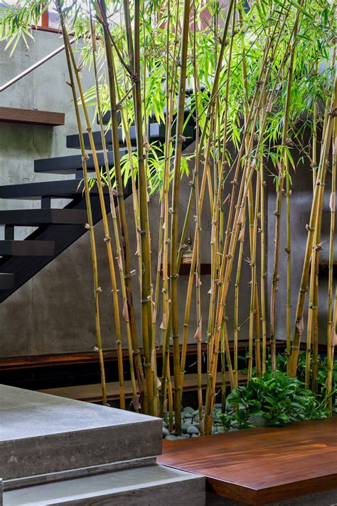 indoor bamboo garden custom home toronto trevor mcivor architect
