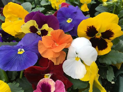 assorted pansy plant library pahl s market apple valley mn