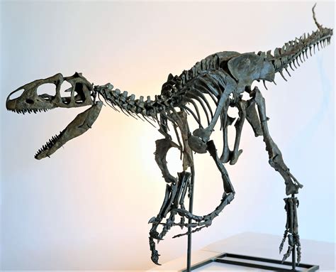 allosaurus dinosaur baby skeleton fossil replica  feet  long ebay