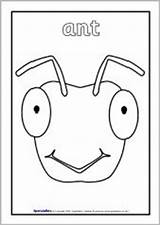 Colouring Sheets Minibeasts Minibeast Sparklebox Mad Choose Board Activities sketch template