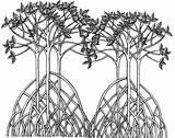 Mangrove Coloring Mangroves sketch template