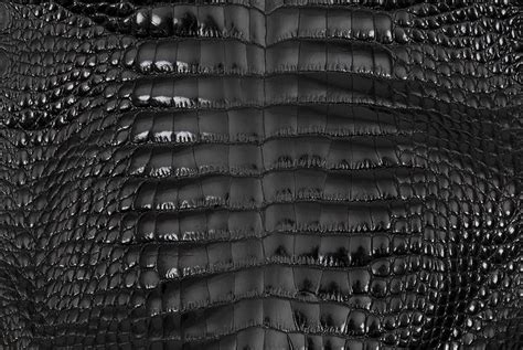 pin by 11⚜️0⚜️11 on textures and patterns alligator