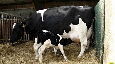 verkenning melkveehouder cruciale succesfactor kalf bij de koe melkveenl nieuws en kennis