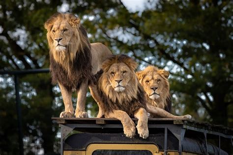 safaripark beekse bergen  de kerstvakantie  kortingspretnl