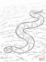 Copperhead Snakes Serpiente Supercoloring Anaconda Cobre Moccasin Serpientes Outline Cascabel Colouring Aboriginal Serpent Reptiles Along Kids Víbora sketch template