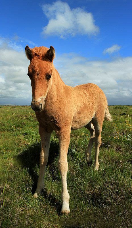 love  baby horse horse horses foal babyhorse babyhorses http