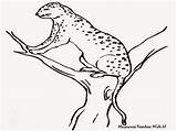 Cheetah Mewarnai Diwarnai Cheetahs Pohon Diatas sketch template