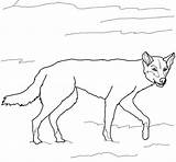 Dingo Coloring Pages Australian Drawing Dogs Printable Wild Drawings Color Getdrawings Categories Online Supercoloring sketch template