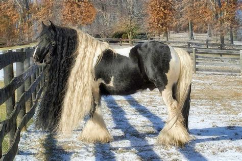 traditional gypsy horse photograph  fran  scott fine art america