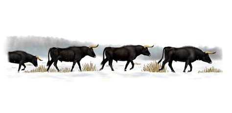 aurochs bulls  pachyornis  deviantart stone age animals bull