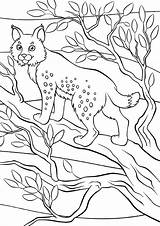 Lynx Coloring Pages Animals категории из раскраски все sketch template