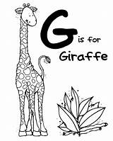 Giraffe Coloring Pages Letter Zoo Animal Alphabet Gorilla Printable Animals Preschool Letters Moms Being Pre Crafts Kids Flash Card 4x6 sketch template