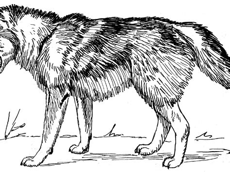 wolf coloring pages  print  getdrawings