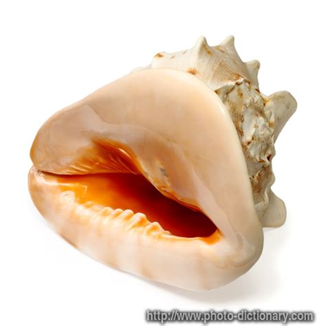 seashell photopicture definition  photo dictionary seashell word  phrase defined