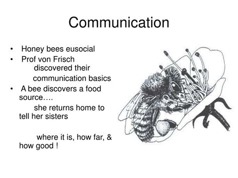 Ppt Honey Bee Biology Powerpoint Presentation Free Download Id 377262